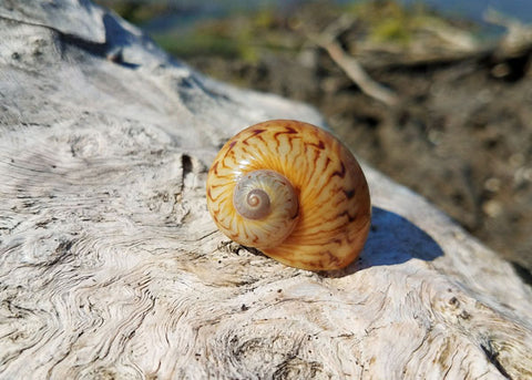 gaudy nautica seashell