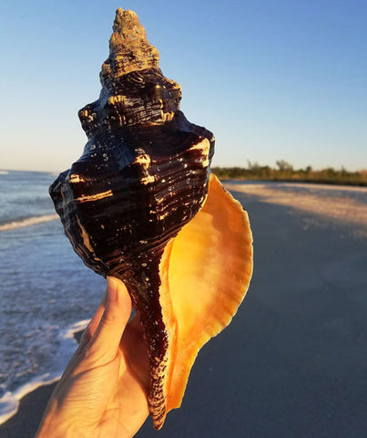 giant horse conch seashell