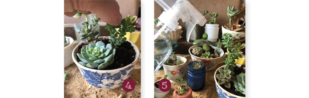 step-by-step beach craft succulents