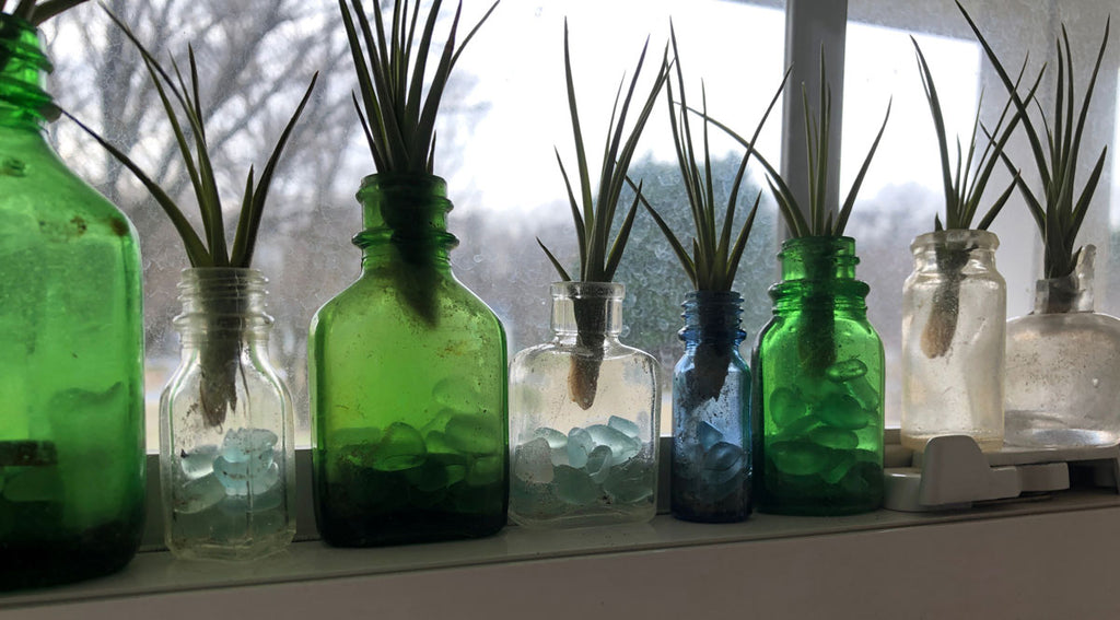 beach bottle air plants