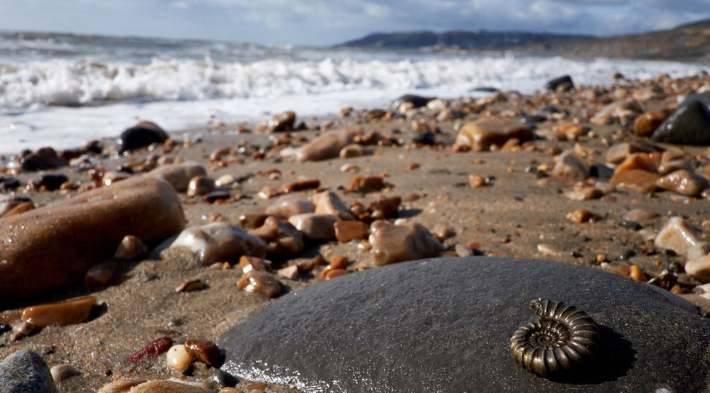 lyme regis ammonite dorset