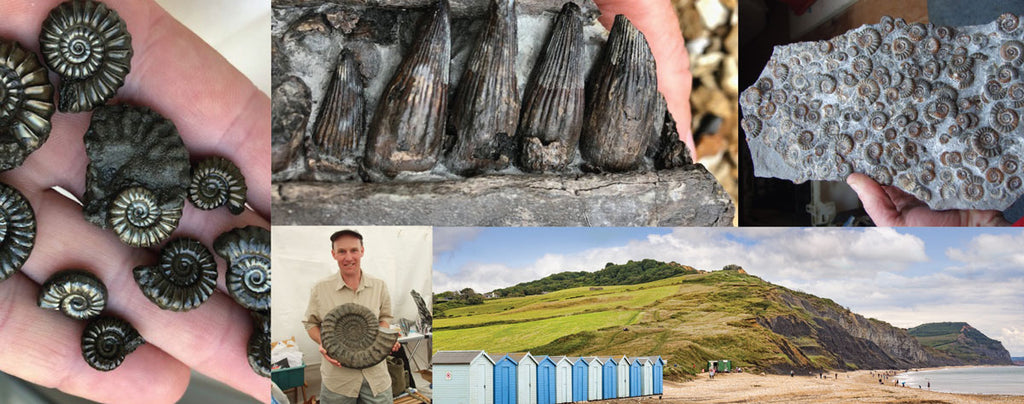 jurassic coast fossils lyme regis