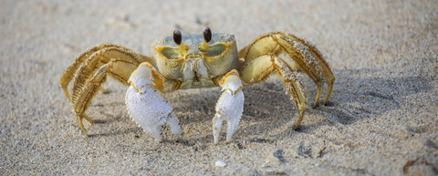 atlantic ghost crab
