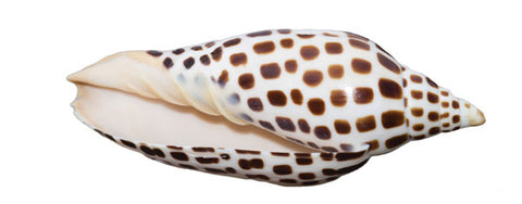junonia sea shell