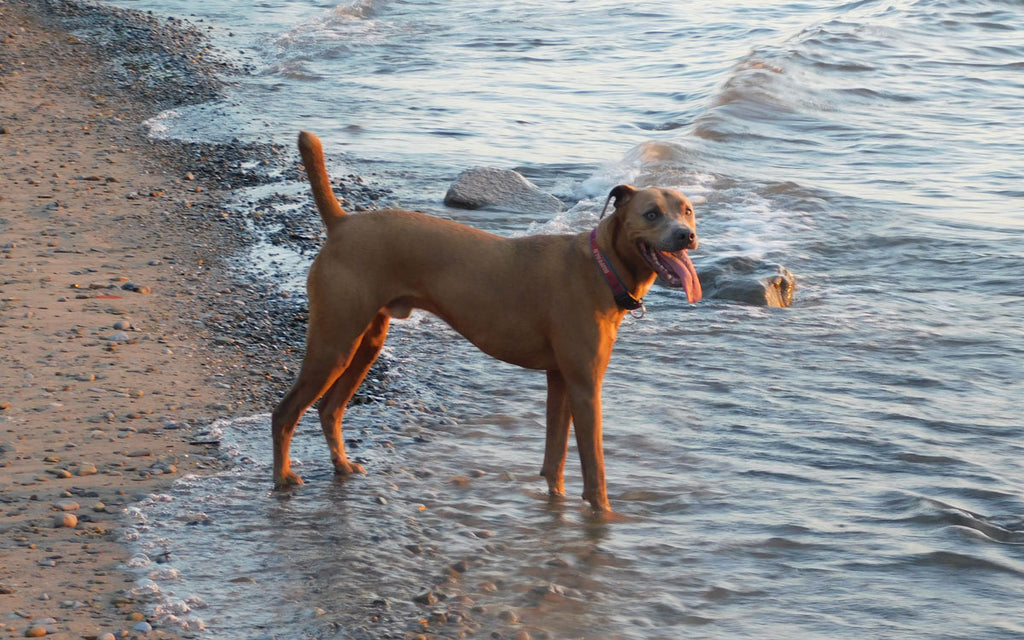 tips for bringing dogs to the beach