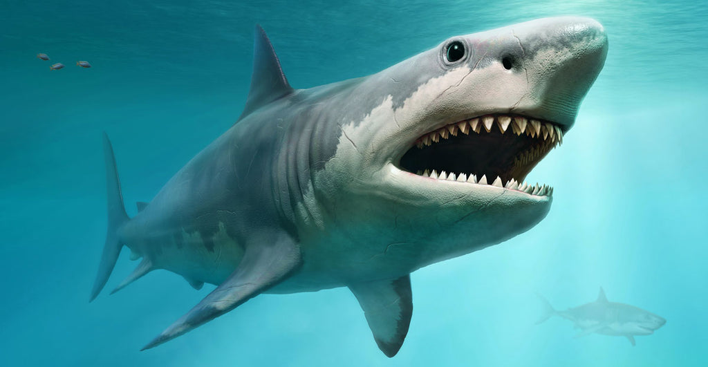 Carcharocles megalodon, illustration