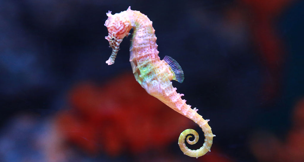 swimming seahorse