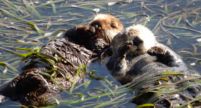 sea otters in kelp