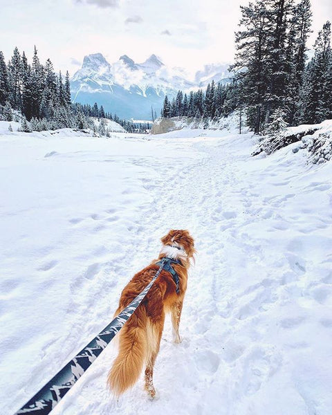 walking dog RMD leash canmore alberta