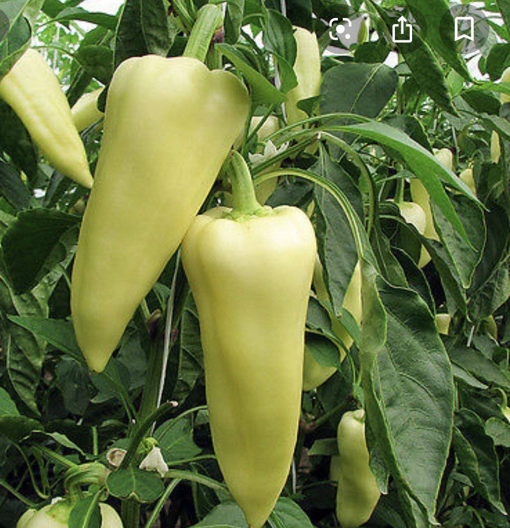 Hungarian Yellow Wax Hot Pepper Beyond Organic Seeds