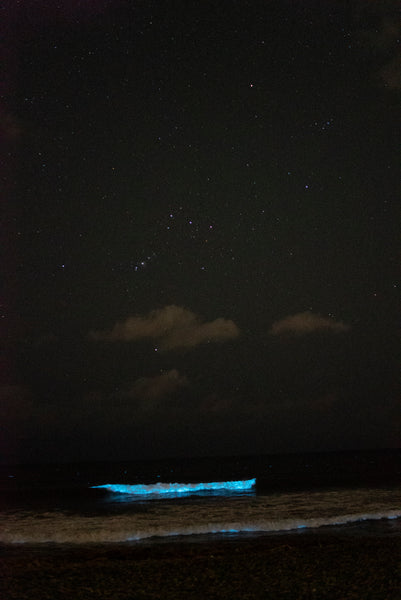bioluminescent beach with constellation orion pyorfarms