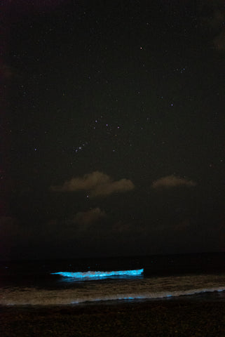 bioluminescent beach and stars Orien