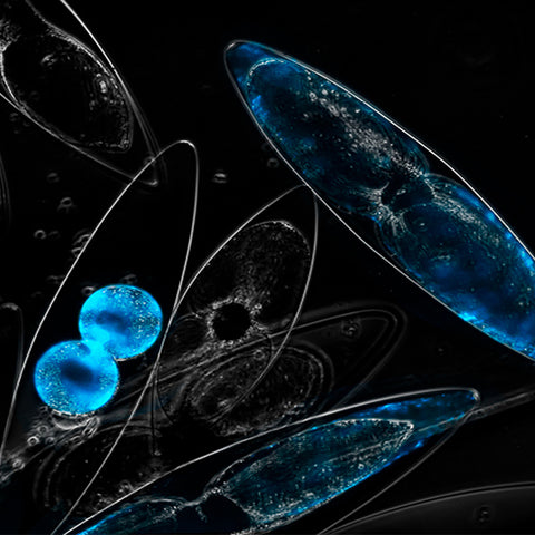 PyroDinos at night dinoflagellates