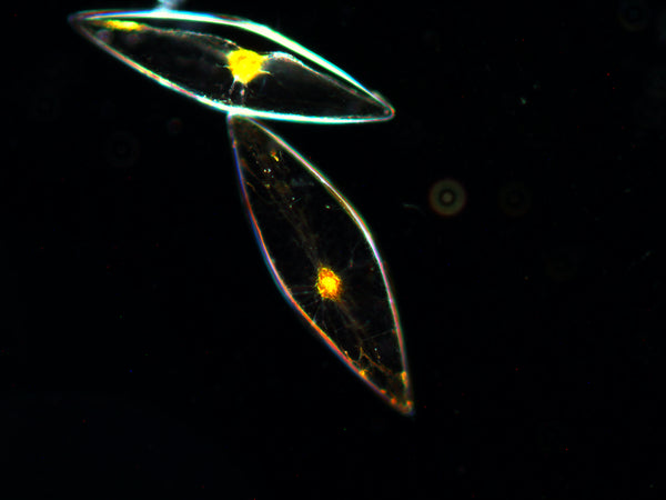 PyroDinos dinoflagellates