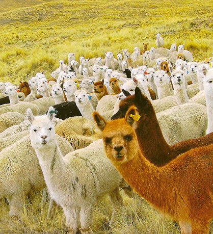 Alpacas in peru