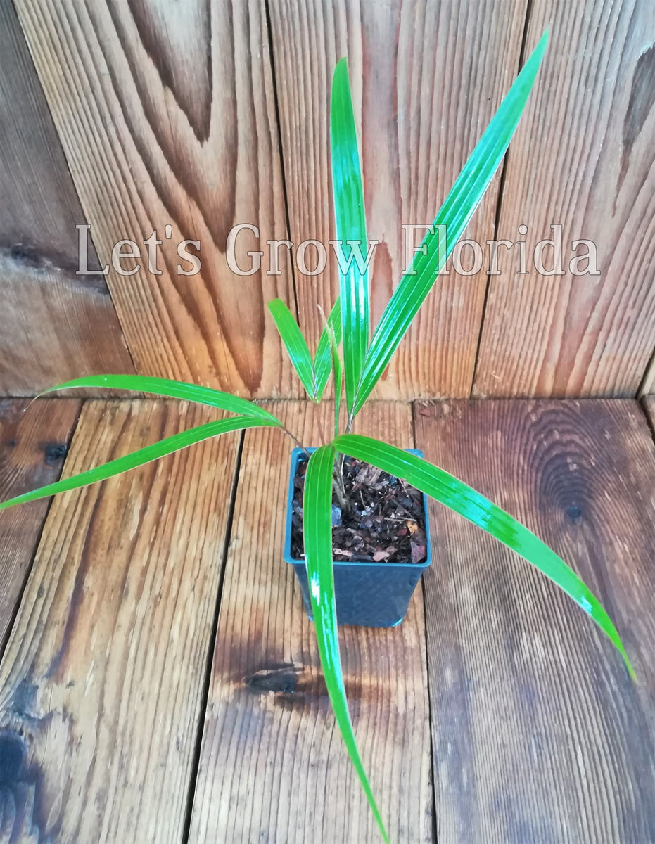 4inch Pot Rare Palm Tree Dictyosperma album