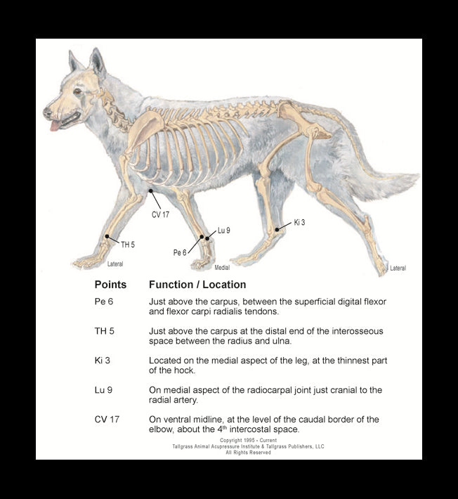 acupoint chart for dog behavior issues