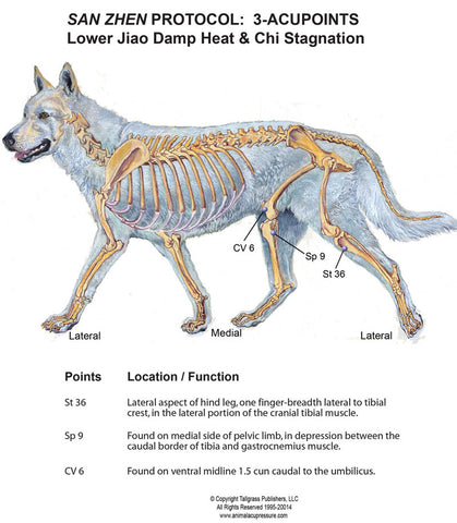 Canine Acupressure