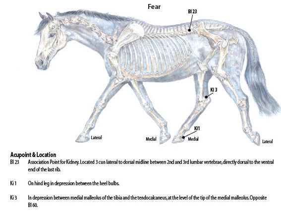 Acupressure for equine fear