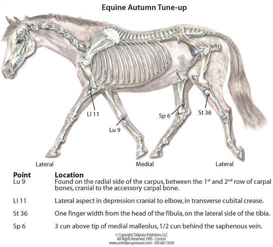 Acupressure tune-up for horses and dogs