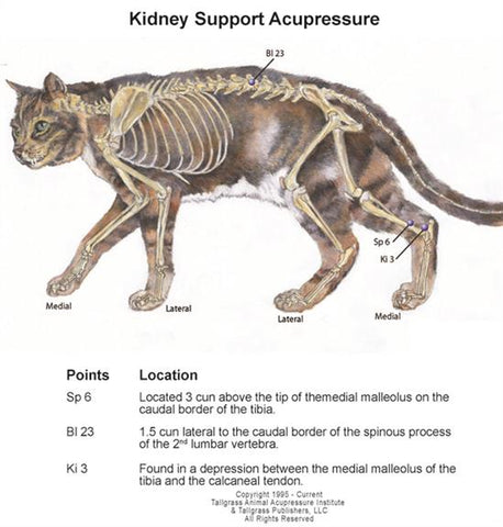 Feline kidney support with acupressure