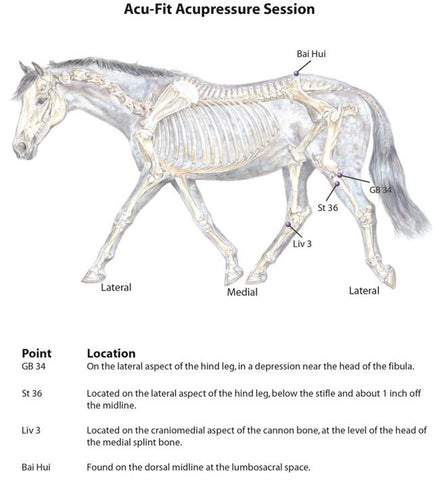 acupoints for equine fitness