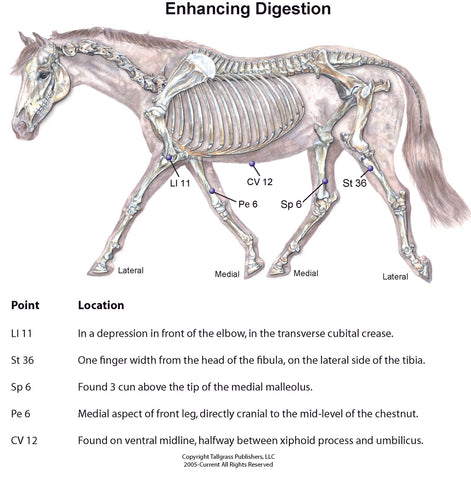 equine digestion and acupressure acupuncture