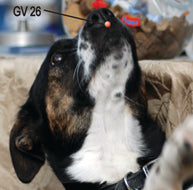 GV 26 on dog