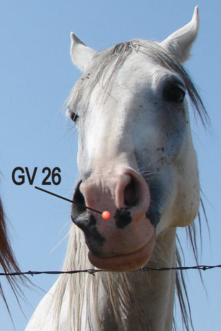 Equine GV 26