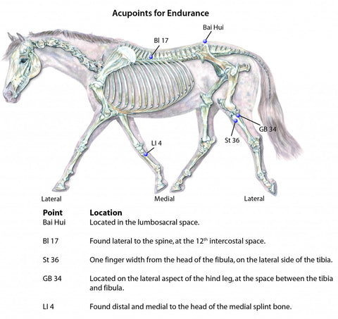 Horse - Equine Acupressure to Boost Endurance