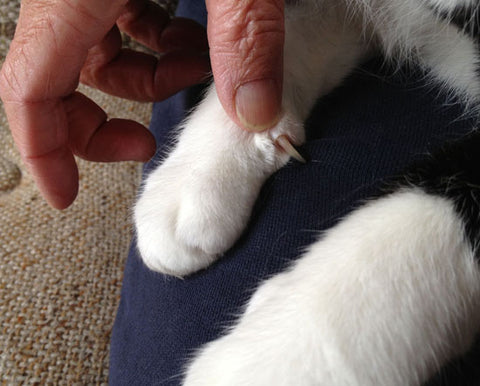 Person - Amazing Animal Acupressure Points #2 - LI 4