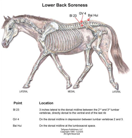equine acupressure for lower back soreness
