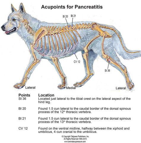 canine pancreatitis and acupressure