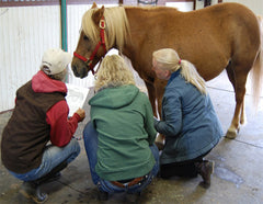 Equine Acupressure training courses, learn animal acupressure
