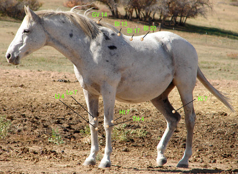 equine anhydrosis and acupressure