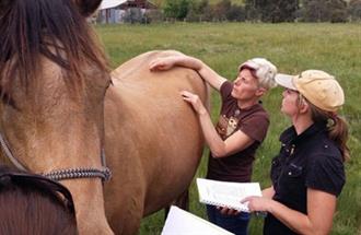 Acupressure career with animals