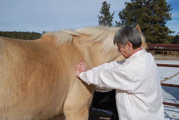 Animal acupressure and Tui Na techniques