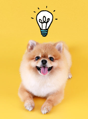 Puppy With Lightbulb Idea.