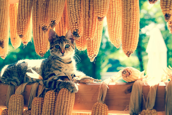 Cat Surrounded By Corn