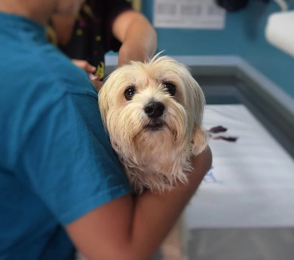 Dog having a check-up.