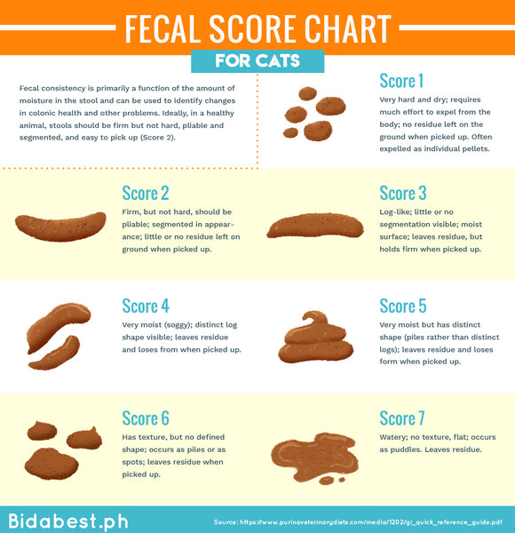 Fecal Score Chart for Cats