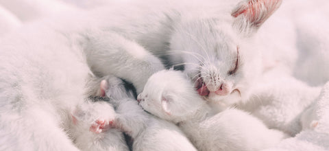 Adult Cat Breast Feeding Kittens