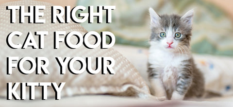 The Right Cat Food For Your Kitty