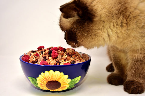 Cat smelling food in a bowl.