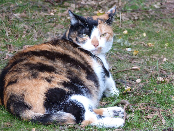 Fat cat looking angry.