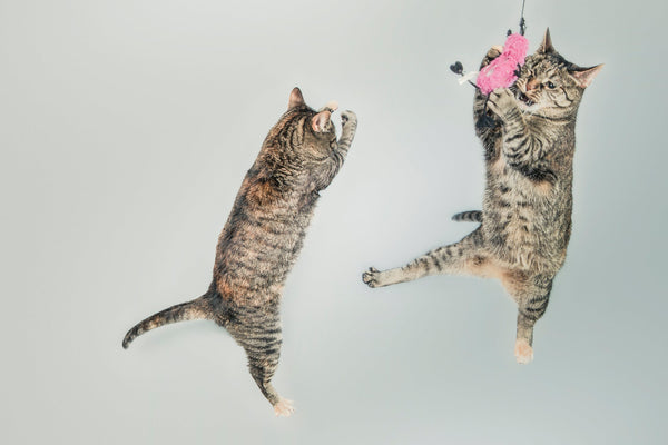 Two cats jumping and playing.