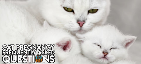 Cat Pregnancy Frequently Asked Questions.