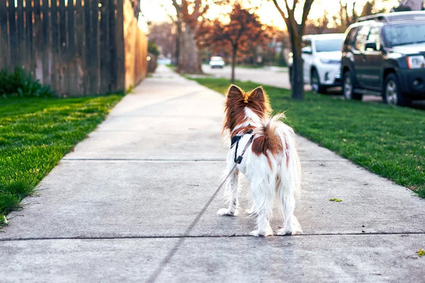 Dog going for a walk on the sidewalk.