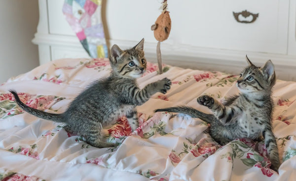 kittens playing indoors