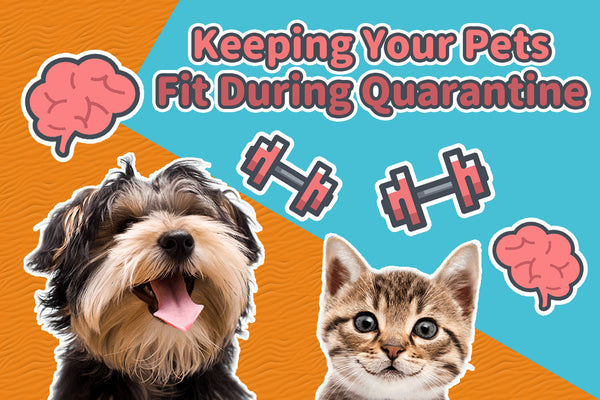 Keeping your pets mentally and physically fit during quarantine